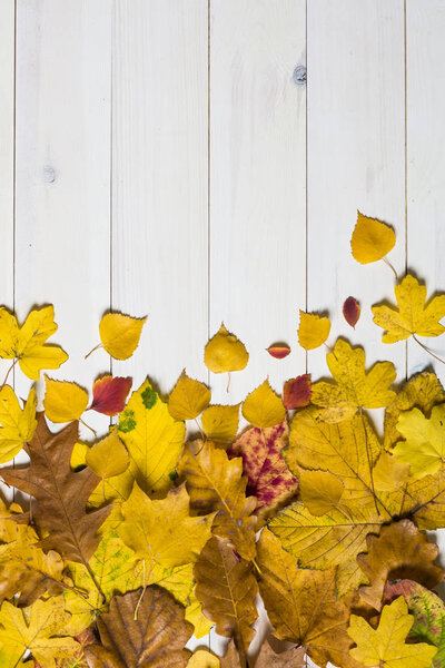 colorful leafs on a white wooden background. graphic flat lay sy