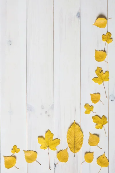 Gele bladeren op een witte houten achtergrond. afbeelding plat leggen Stockfoto