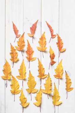 renkli maple leafs. renkli gradyan sarıdan kırmızıya 