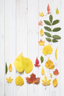 renkli sonbahar koleksiyonu kopya alanı ile yapraklar