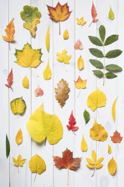 renkli sonbahar koleksiyonu yapraklar