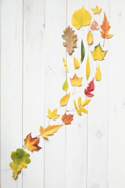 kopya alanı ile akış renkli sonbahar yaprakları