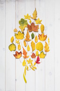 renkli sonbahar yaprak şeklinde yapraklar. düz lay