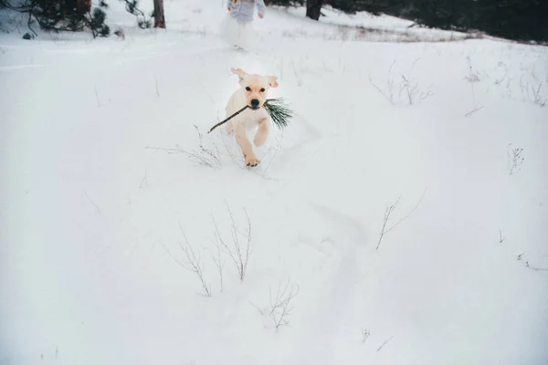 Собака бегает по снегу Лабрадор 2 — стоковое фото
