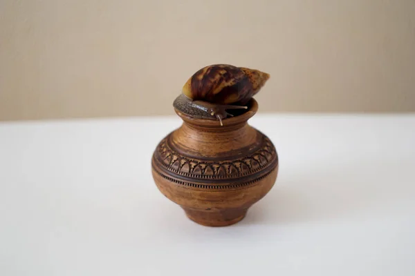 Escargot akhatin sur un vase — Photo