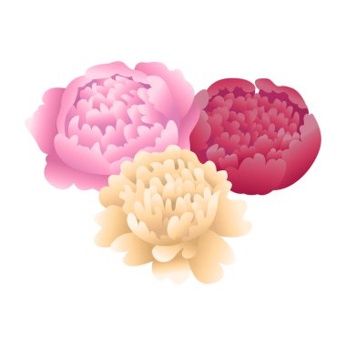 Peony flower buds. White, pink and red petals. Vector isolated objects on white background.