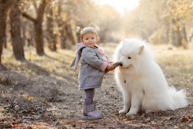 Güzel ceketli küçük kız neşe saçar ve beyaz bir köpekle yemeğini paylaşır.