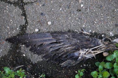 kuş kanat kargalar gri kaldırımda yalan