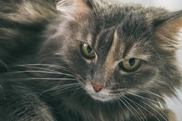 Grijze kat op een witte achtergrond, een kat met gele ogen, harige ca — Stockfoto