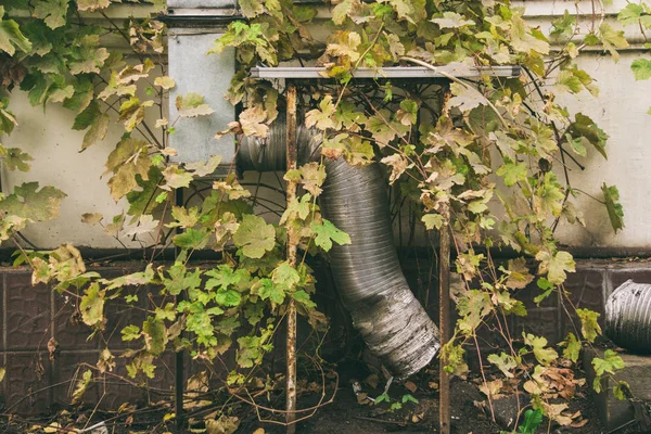Труба, вирощена травою, зелені рослини, комунікація — стокове фото