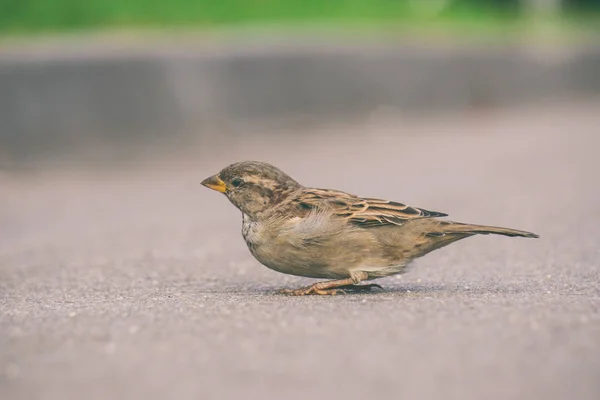 kaldırımda oturan serçe Kuş Sparrow, küçük kuş