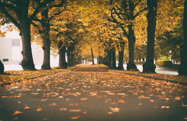 Золотая осень, аллея из желтых листьев и деревьев — стоковое фото