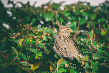 bir serçe dal çalılıkların içinde oturan serçe
