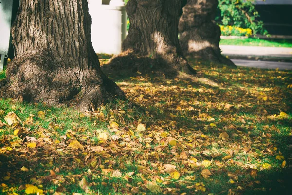 Красочные осенние листья, золотая осень, желтые листья — стоковое фото
