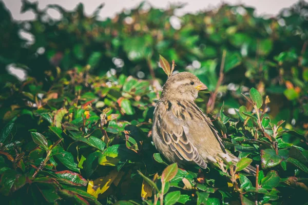 Gorrión sentado en los arbustos, un gorrión en una rama — Foto de Stock