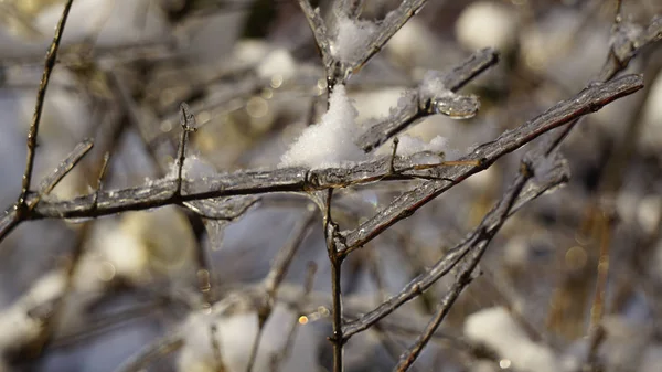 Pflanze unter dem Eis, Beeren unter dem Schnee, Winterlandschaft — Stockfoto