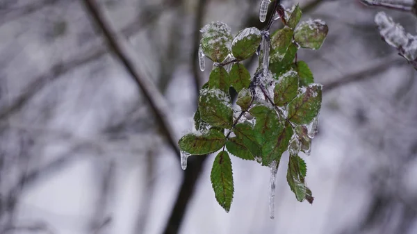 Planta sob o gelo, bagas sob a neve, paisagem de inverno — Fotografia de Stock