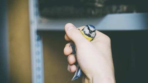 bird in the hand, caught birdie, a bird in the hand