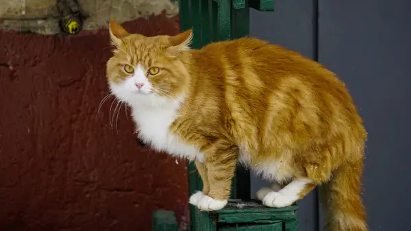 Rood-witte kat werf kat, zieke kat, de kat op het hek — Stockfoto