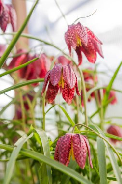 Bahar satranç Orman Tavuğu çiçekler