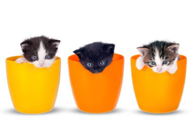 Beyaz bir arka plan üzerinde tencere çok küçük yavru kedi. Taraf için etrafa ve geleceğe bakış tatlılar Little lar kediler.