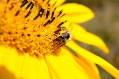 Ayçiçeğinin üzerinde bir arı. Polen toplar ve nektar içer. Böcekli sarı çiçek.