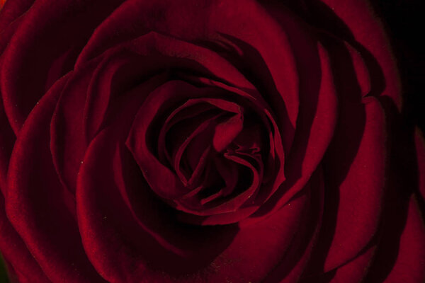 Dark red and black rose background.
