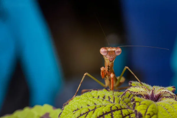Bitki üzerinde oturan küçük peygamber devesi. Mantis saldırmaya hazır.