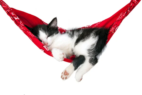 Küçük kedi yavrusu bir hamak uyur. Küçük kedi uyur tatlı olarak bir