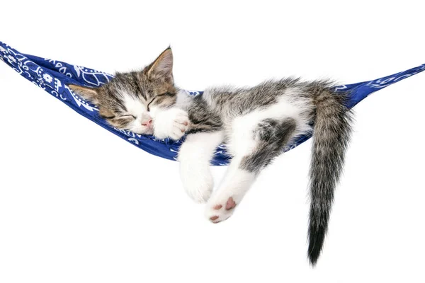 Kleines Kätzchen schläft auf einer Hängematte. kleine Katze schläft süß wie ein — Stockfoto