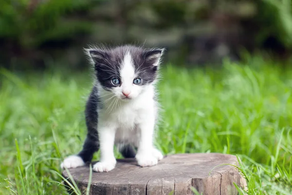 Mały Kotek Pniu Środku Trawy — Zdjęcie stockowe