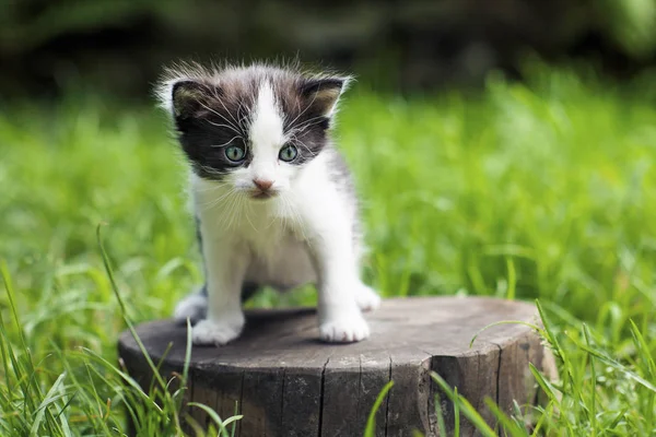 Mały Kotek Pniu Środku Trawy — Zdjęcie stockowe