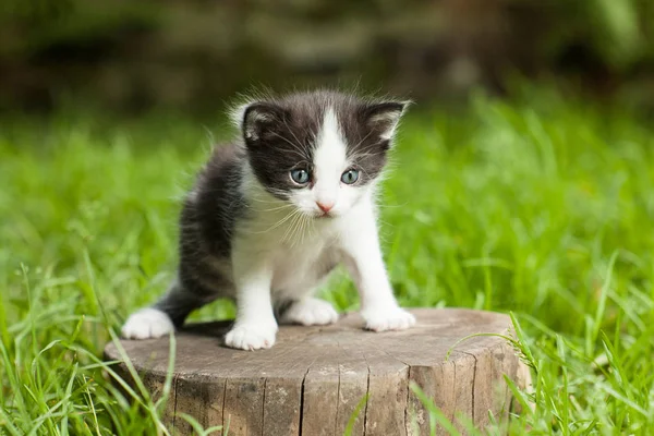 stock image Little kitten on a stump in the middle of a grass.