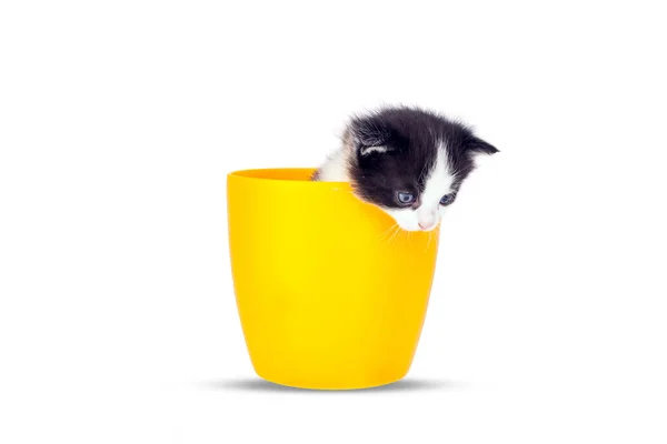 Mycket Liten Kattunge Krukor Vit Bakgrund Godis Littlest Katter Titta — Stockfoto