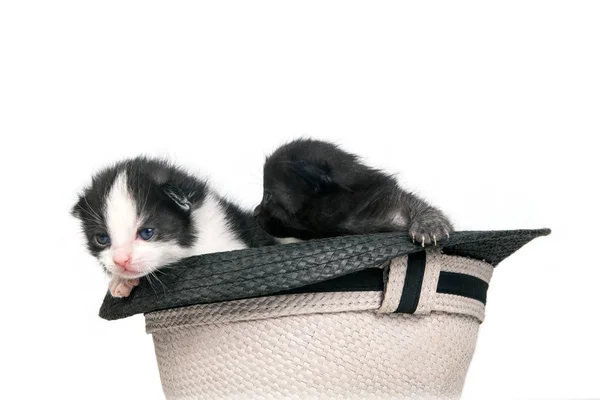 Mycket Littlest kattungar i en hatt på ren vit bakgrund. — Stockfoto