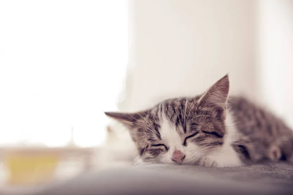 Küçük kedi yavrusu bir yorgan üzerinde uyuyor. Küçük kedi tatlı olarak uyuyor. 