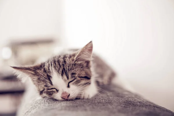 Little kitten sleeps on a coverlet. Small cat sleeps sweetly as