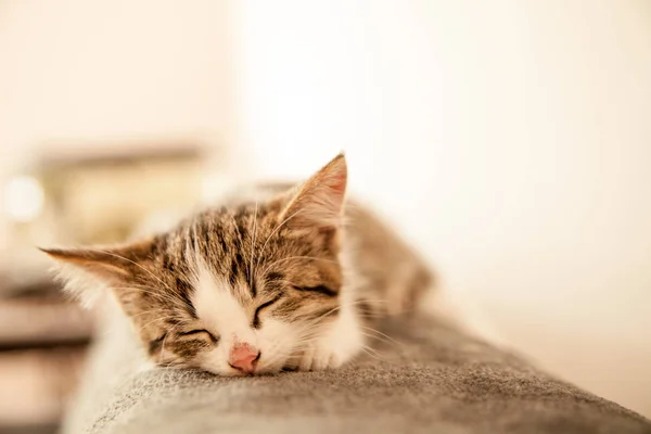 Küçük kedi yavrusu bir yorgan üzerinde uyuyor. Küçük kedi tatlı olarak uyuyor. 