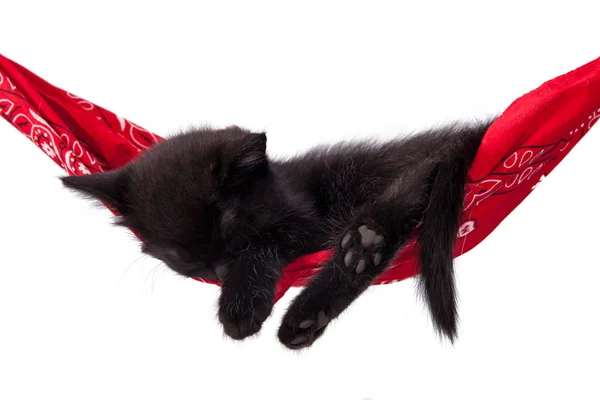 Pequeno gatinho preto dorme em uma rede vermelha. Pequeno gato dorme sw — Fotografia de Stock