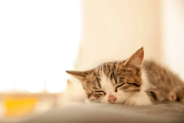 Küçük kedi yavrusu bir yorgan üzerinde uyuyor. Küçük kedi tatlı küçük bir yatak uyur. Uyuyan kedi bulanıklık hafif bir arka plan üzerinde ev. Kediler yedikten sonra dinlenme.