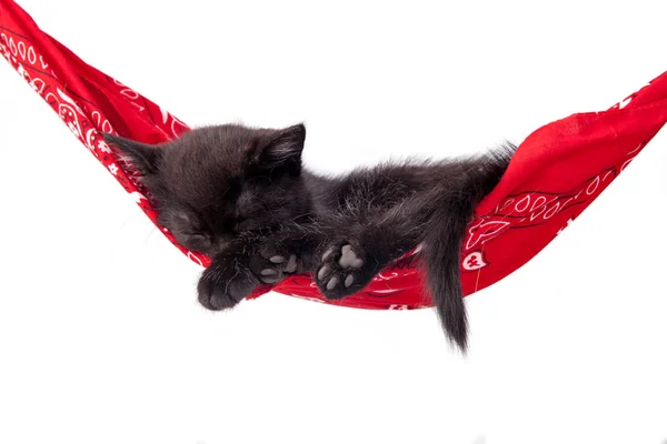 Pequeno gatinho preto dorme em uma rede vermelha. Gato pequeno dorme docemente como uma pequena cama. Gato adormecido em um fundo branco. Gatos descansam depois de comer . — Fotografia de Stock