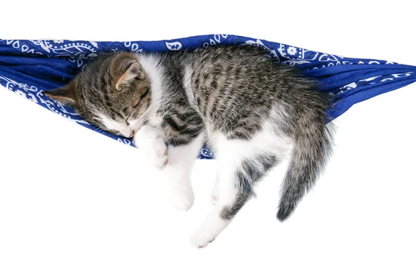 O gatinho dorme numa rede. Pequeno gato dorme docemente como um — Fotografia de Stock