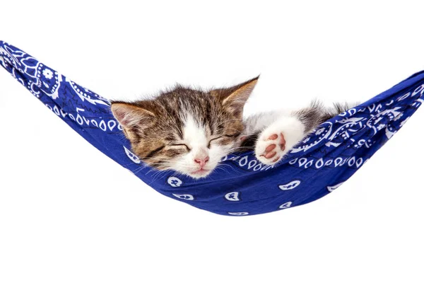 Küçük kedi yavrusu bir hamak uyur. Küçük kedi uyur tatlı olarak bir