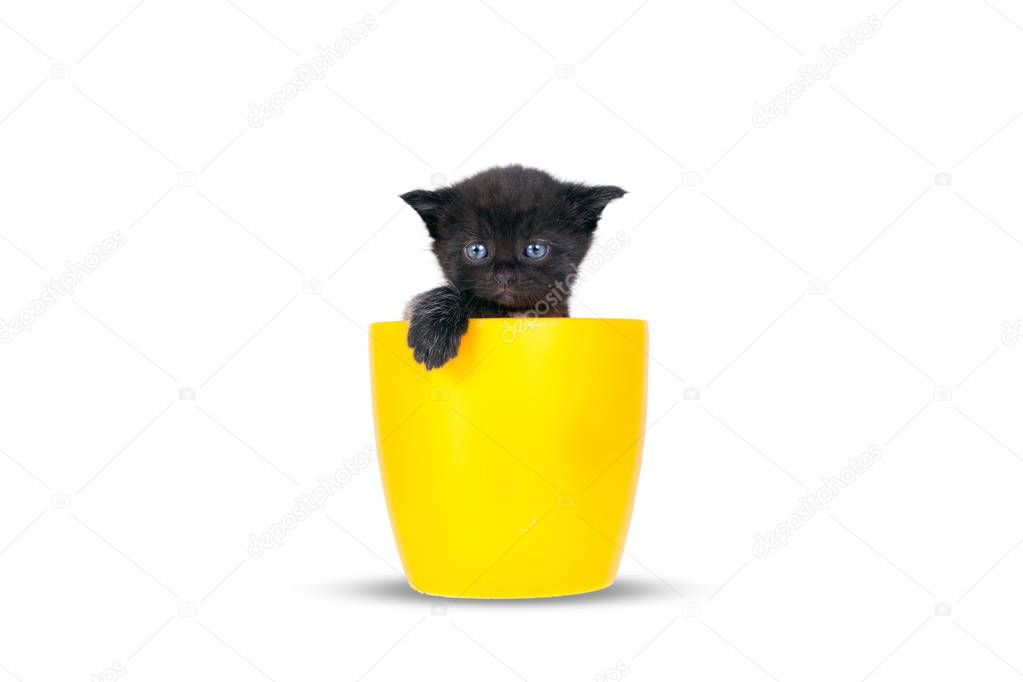 Very small kitten in pots on a white background. Sweets littles cats looking around to the sides and looking ahead.