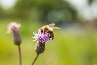 Pembe çiçek alan thistle arıya. Alan vahşi-türü bitki s