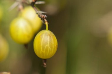 Bahçede bir Bush bektaşi üzümü. Bektaşi üzümü meyve bir yeşil 