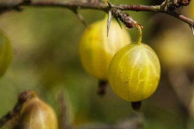 Bahçede bir Bush bektaşi üzümü. Bektaşi üzümü meyve bir yeşil 