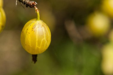 Bahçede bir Bush bektaşi üzümü. Bektaşi üzümü meyve bir yeşil 