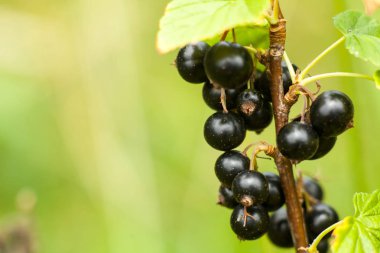 Bush Blackcurrant meyve. Olgun kabarık blackcurr hasat