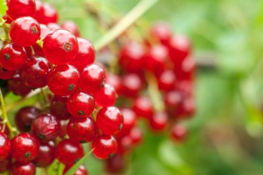 Bush somun meyve. Olgun tüylü somun hasat. Yeşil bir arka plan üzerinde kırmızı meyve.